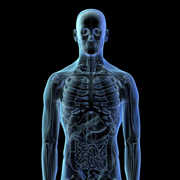 Close-up of an x-ray image of a human skeletal system