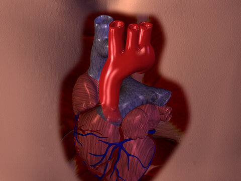 Close-up of a human heart