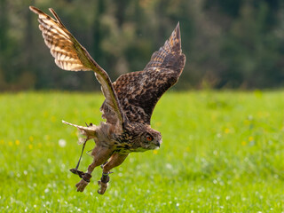 Hunting eagle-owl with its unique camouflage pattern