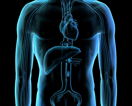 X-ray image of the human cardiovascular system