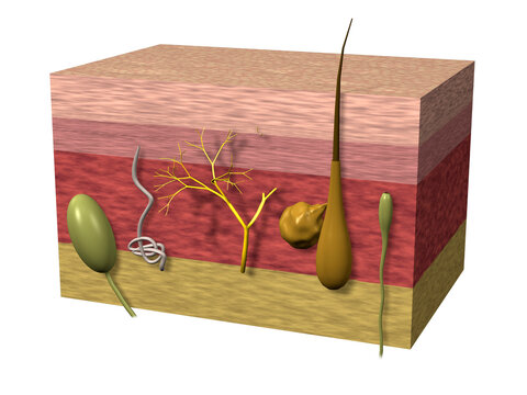 Close-up of human epidermis