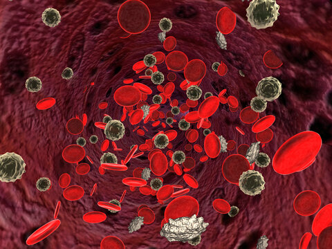 Close-up of red blood and white blood cells
