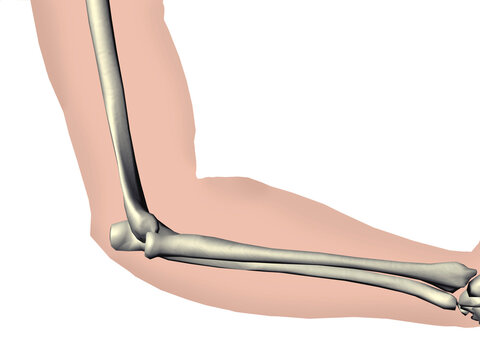 Close-up of the human elbow joint