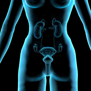 Close-up of the human female reproductive system