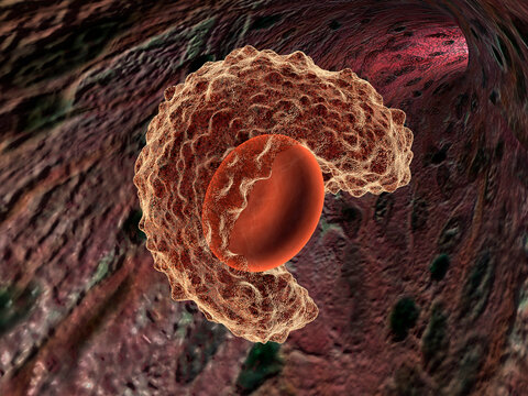 Close-up of a macrophage cell
