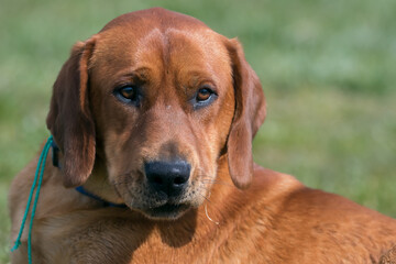 Closeup of dog face in brown color, young labrator retriever, young hunting dog, hunting dog. A beautiful young dog with a brown coat, beautiful, sad eyes.