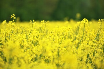 Obraz premium Close up of some yellow rapeseed blossoms against a rapeseed field