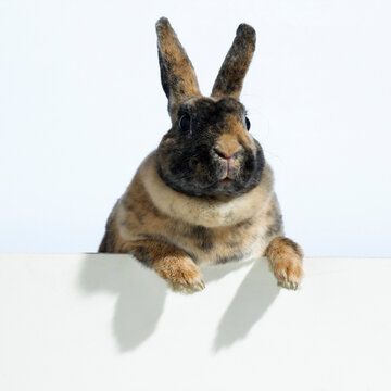 Close-up of a rabbit leaning against a wall