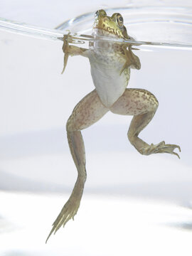 Frog in water