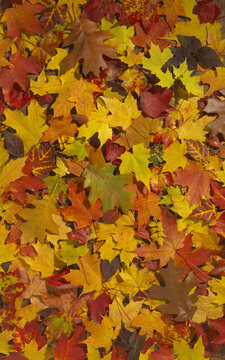 Leaves on the floor in autumn