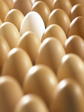 Close-up of eggs
