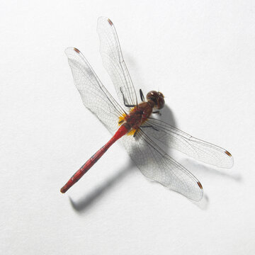 Close-up of a dragonfly