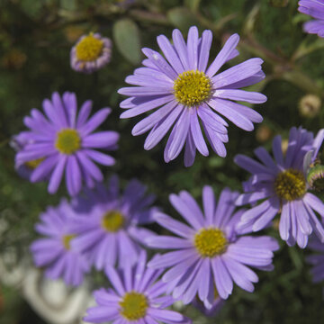 Close-up of Swan River Daisies (Brachycome)