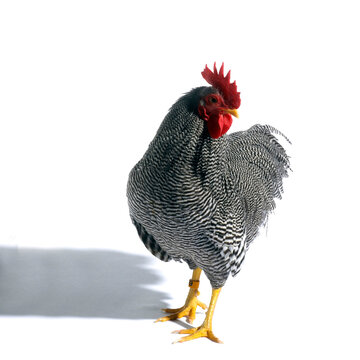 Close-up of a Barred Plymouth Rock