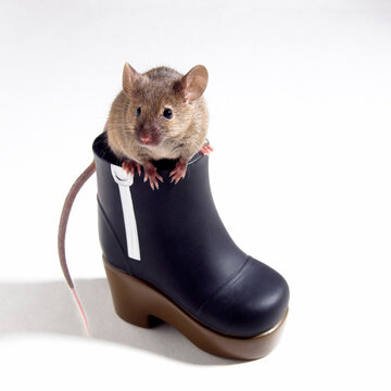 Close-up of a rat sitting on a boot