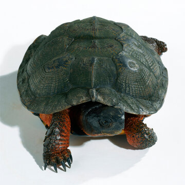 Close-up of a tortoise crawling
