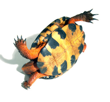 Close-up of a tortoise upside down