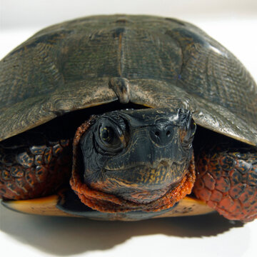 Close-up of a tortoise
