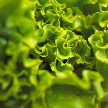 Close-up of lettuce