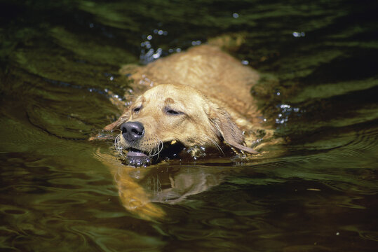 Yellow Labrador Retriever swimming