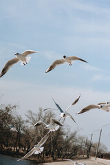 Many large, beautiful, white sea gulls fly against the background of a blue sky with trees, soaring above the clouds and the ocean, spreading their long wings. Summer, spring photography of birds.