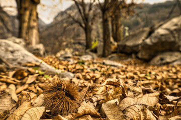 Kastanien / Maroni Autumn Feeling Ticino