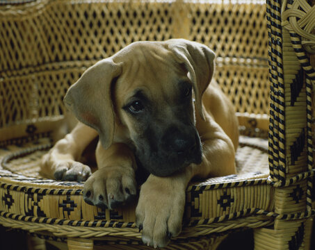 Close-up of a Great Dane puppy lying on a chair