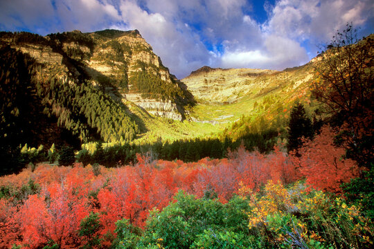 High angle view of trees on a landscape, Mount Timpanogos Wilderness, Utah, USA