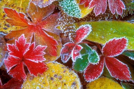 Close-up of autumn leaves