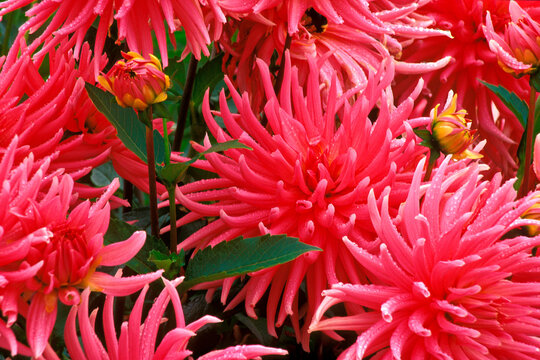 Close-up of dahlias