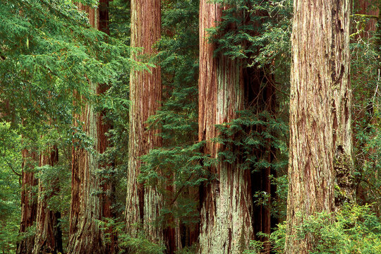 Fototapeta Redwood trees in a state park, Big Basin Redwood State Park, California, USA