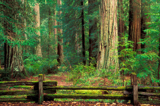 Fence in front of Redwood trees, Big Basin Redwoods State Park, California, USA