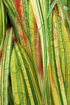 Close-up of Japanese Forest Grass