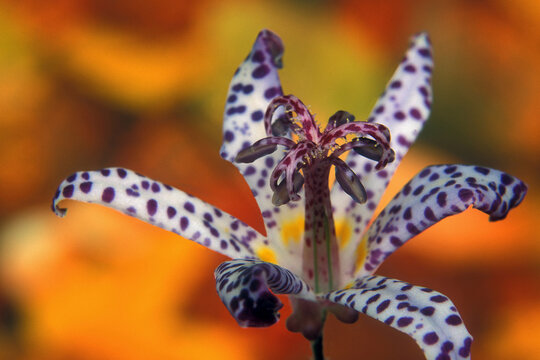 Close-up of a Toad Lily