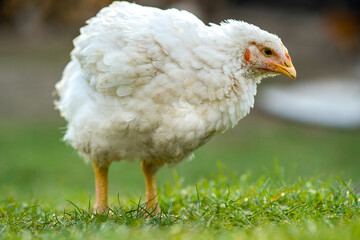 Hen feed on traditional rural barnyard. Close up of chicken standing on barn yard with green grass. Free range poultry farming concept