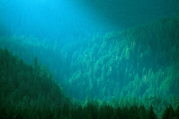 High angle view of trees, Olympic National Park, Washington State, USA