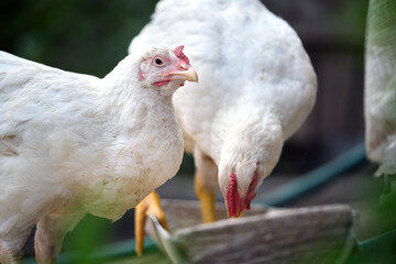 Hen feeding on traditional rural barnyard. Domestic chicken standing on yard lawn with green grass. Free range poultry farming concept