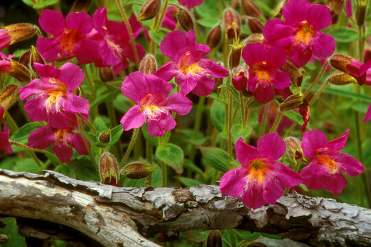 Close-up of Lewis's Monkey Flowers