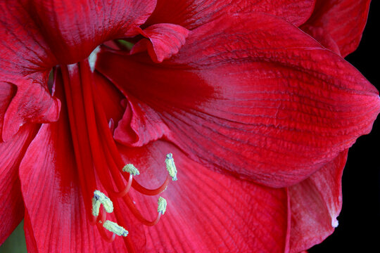 Close-up of an amaryllis flower