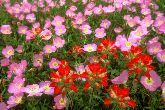 High angle view of Indian Paintbrushes and primroses