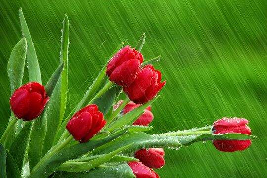 Close-up of tulips with dew drops