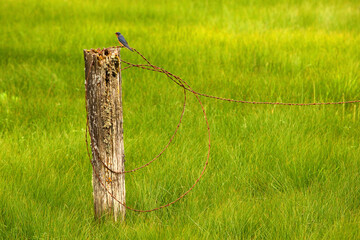 Swallow perching on a wooden post