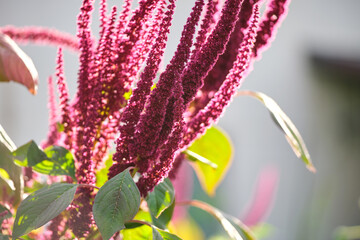 Indian red amaranth plant growing in summer garden. Leaf vegetable, cereal and ornamental plant,...
