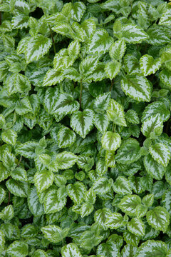 Close-up of lamium leaves