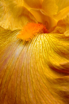 Close-up of a Bearded Iris