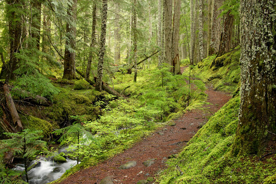 Trail running besides a water stream, Ramona Creek Trail, Mount Hood National Park, Oregon, USA