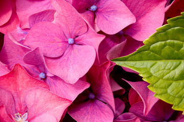 Close-up of hydrangeas