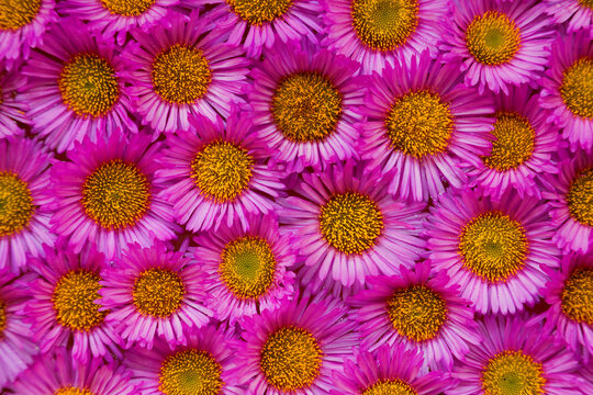 Close-up of Seaside Asters