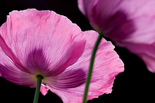 Close-up of poppies