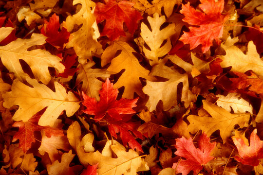 Close-up of fallen oak leaves